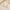 Aretes Magnolia -Aretes VERYSA